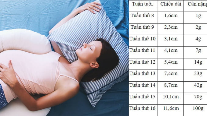 bang-can-nang-thai-nhi-theo-tung-tuan-tuoi-chuan-bluecare-1
